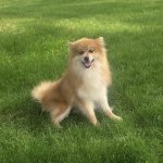 Pomsky