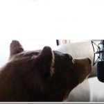 Bear rapping