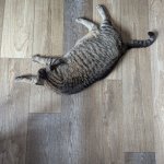cat laying down