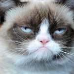 Grumpy cat