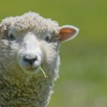Sheep rizz
