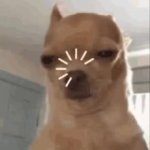 Dog GIF Template