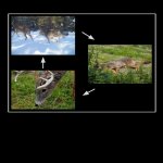 Wolf-Deer-Grass Circle of Life