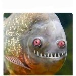 Crazy fish