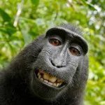 POV Monkey