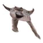 Neoberezhnometano
