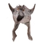 Neoberezhnometano