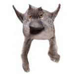 Neoberezhnometano