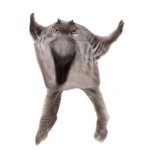 Neoberezhnometano