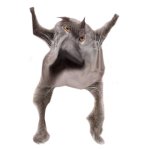Neoberezhnometano