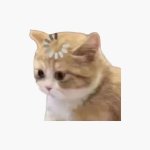 Confused kitty cat