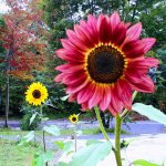 My Sunflowers