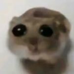 Sad hamster