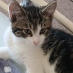 Simon