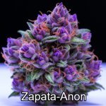 Purple Cannabis