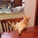 Cat yelling