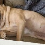 Ugly dog template