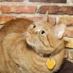 freedom cat