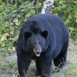 Black Bear