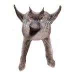 Neoberezhnometano