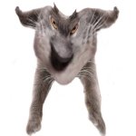 Neoberezhnometano