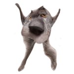 Neoberezhnometano