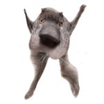 Neoberezhnometano