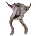 Neoberezhnometano