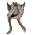 Neoberezhnometano