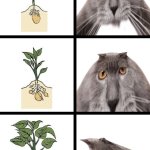 Oberezhnometano meme