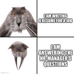 POV: Job search | I AM WRITING
A RESUME FOR A JOB; I AM ANSWERING THE HR-MANAGER'S QUESTIONS | image tagged in oberezhnometano,job,job search,hr,cats,kotsiubiiv | made w/ Imgflip meme maker
