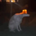 borzoi siren GIF Template