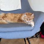 D cat