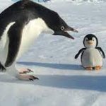 Penguin plush