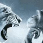 tiger and monkey