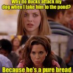 Purebred | Why do ducks attack my dog when I take him to the pond? Because he’s a pure bread | image tagged in mean girls,bad pun dog | made w/ Imgflip meme maker