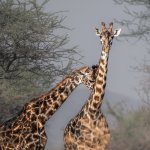 Giraffe Lean On