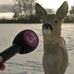 deer getting interviewed