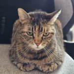 killer cat