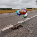 Balloon on roadkill