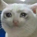 the crying cat