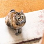 cat on doorstep