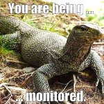 Monitor