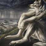 wolf