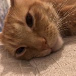 Cat Laying Down