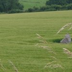 Just a rock in a field