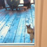 squirrel at the door