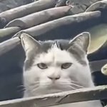Angry cat