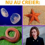 maia sandu meme майя санду мем