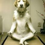 Friday Yoga dog meme